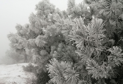 2021初雪如约而至，雪中观看《印象丽江》是怎样的体验？