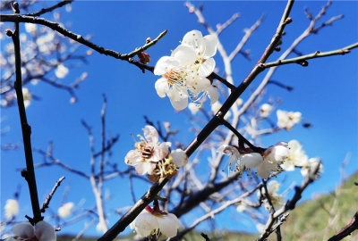 “花花世界”里迎新年，你去丽江玉水寨赏花了吗？