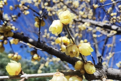 “花花世界”里迎新年，你去丽江玉水寨赏花了吗？