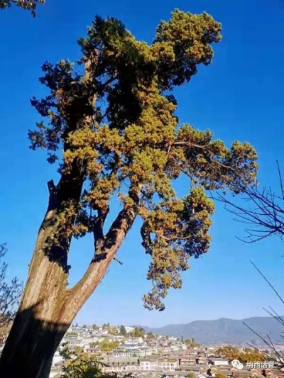 再识不一样的丽江古城狮子山！