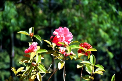 春游丽江丨走，赏花去！玉峰寺500年的山茶树花开正艳