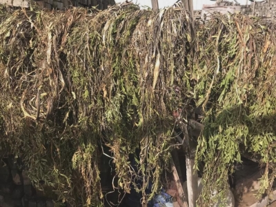 纳西族古老技艺，赋予在这张坚韧的纸上！