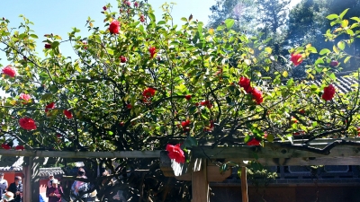 春游丽江丨走，赏花去！玉峰寺500年的山茶树花开正艳