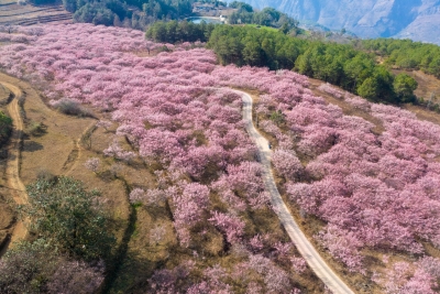 你喜欢的样子丽江都有丨花花世界篇