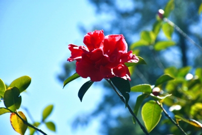 春游丽江丨走，赏花去！玉峰寺500年的山茶树花开正艳