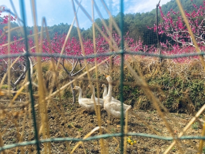 丽江吉北科：赏桃花住半山酒店 秀美乡村引客来