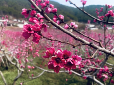 丽江吉北科：赏桃花住半山酒店 秀美乡村引客来