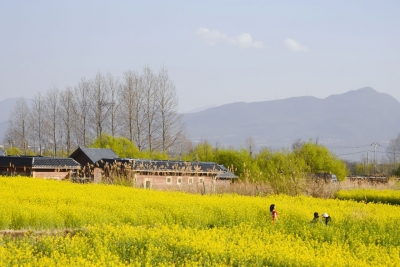 丽江油菜花田抢镜大戏上演，教你C位出圈！