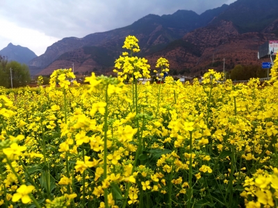 乡村游｜春天已“到货”！丽江石鼓油菜花开