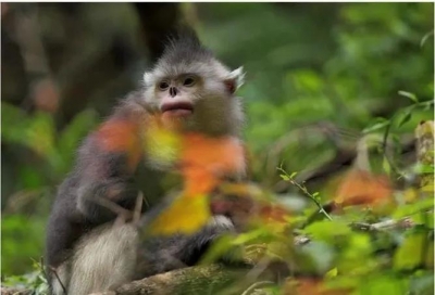 COP15｜丽江市以15举措护好生物多样性宝库