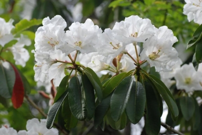 阳春三月“百花月”，丽江老君山黎明景区免费游！