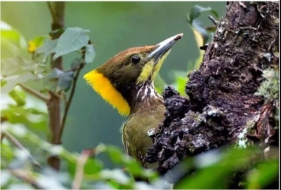 COP15｜丽江市以15举措护好生物多样性宝库