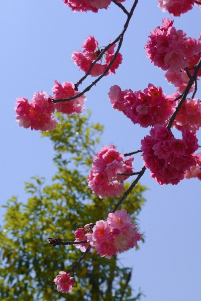 春季赏花地图，少不了丽江樱花大道！