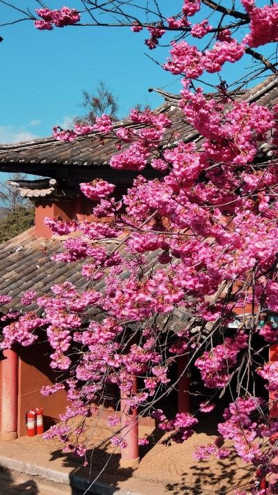 【视频+美图】百年樱花开得正艳！丽江普济寺的美景藏不住了