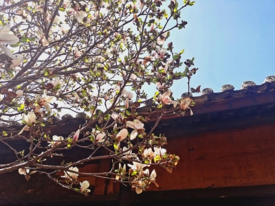 属于春天的仪式感都有，丽江东巴谷太值得去！