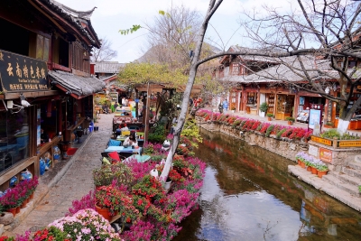 丽江古城赏花游热度不减