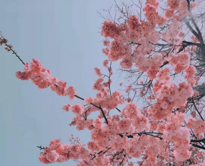 属于春天的仪式感都有，丽江东巴谷太值得去！