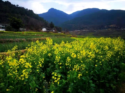 乡村游｜春天已“到货”！丽江石鼓油菜花开