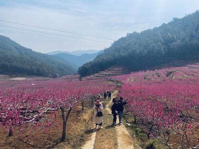 丽江吉北科：赏桃花住半山酒店 秀美乡村引客来