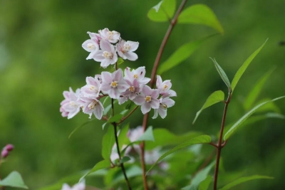 阳春三月“百花月”，丽江老君山黎明景区免费游！