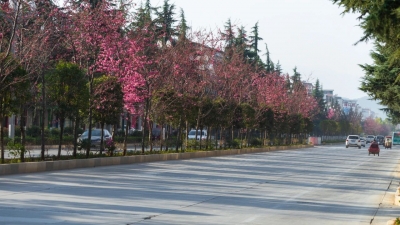 【乡愁】在三月，赴一场丽江永胜的樱花之约