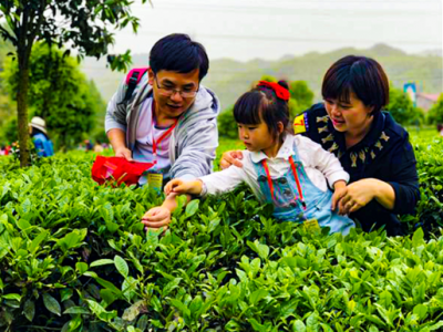 摘茶、品茶、看演出…“五一”去丽江华坪永兴乡过茶文化旅游节
