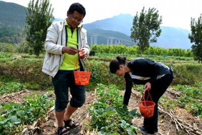 乡村游丨丽江摘草莓好去处，亲子游走起！