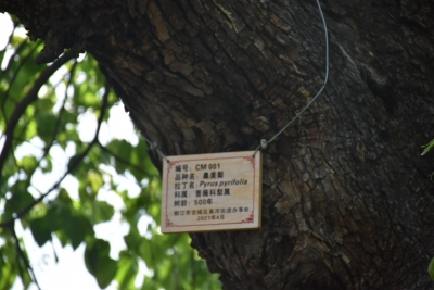 以“梨”为媒助推乡村振兴 丽江茨满“梨花节”举办