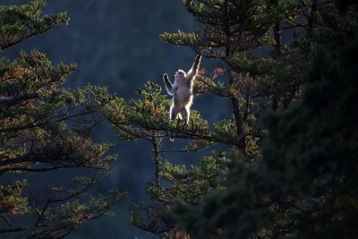 《滇金丝猴保护绿皮书》正式发布 丽江保护历程入选典型案例之一