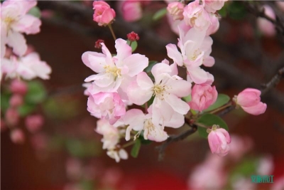 人间四月芳菲尽，我在丽江等你来！
