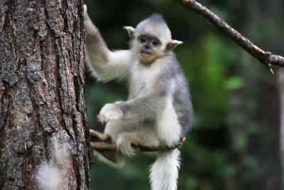 有奖征集！“生物多样看丽江”短视频大赛来袭！