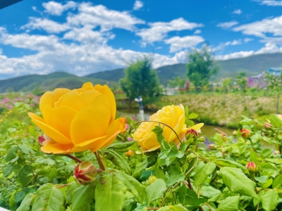 听说你喜欢花？安排！丽江玫瑰花海美翻了