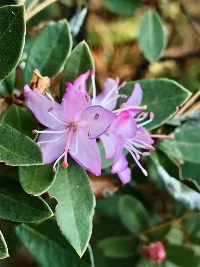 有奖征集！“生物多样看丽江”短视频大赛来袭！