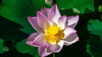 扩散！太美了！丽江三川荷花悄然绽放，即将惊艳整个夏天