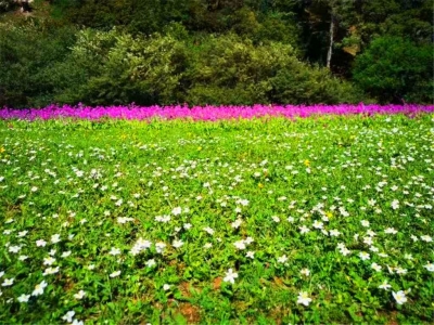 丽江小众秘境指南｜泸沽湖后花园“木底箐”已成花海