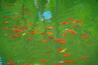 雨中丽江黑龙潭的美，你见过吗？