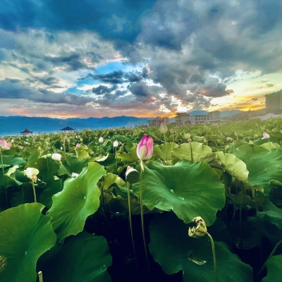 永胜三川 | 夕阳下赏荷，别有一番韵味！