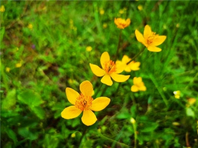 丽江小众秘境指南｜泸沽湖后花园“木底箐”已成花海