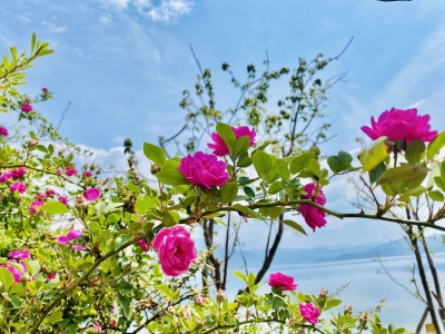 夏天，怎能不去一次丽江泸沽湖！