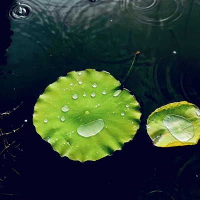 永胜三川 | 夕阳下赏荷，别有一番韵味！