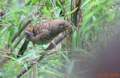 领略丽江老君山生物多样性之美