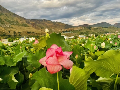 永胜三川 | 夕阳下赏荷，别有一番韵味！