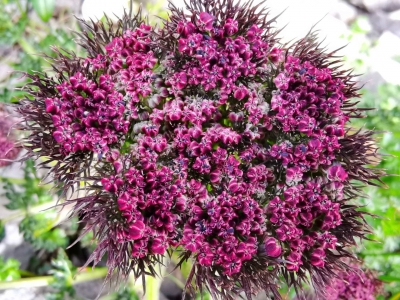COP15 | 今天，丽江玉龙雪山壮观云海、奇花异草实力圈粉！