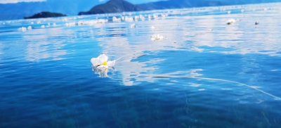 这份丽江泸沽湖夏季限定风景，千万别错过！