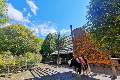 暑期游丽江，让孩子旅有所感、行有所得......