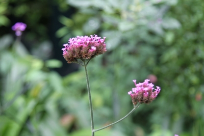 “花”+“家”=? 丽江这些家庭在蔷薇花园里分享幸福秘籍