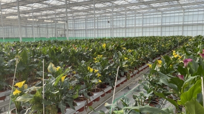 COP15丨高山花卉究竟有多美？走进丽江带你看
