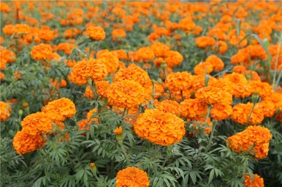 白露 | 赏丽江诗意风光，醉人美景！