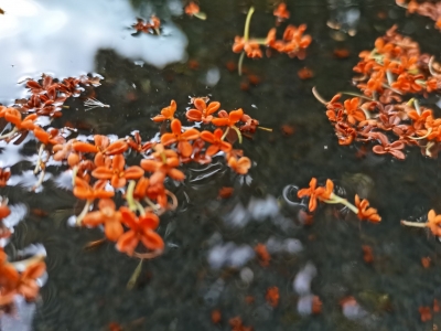 秋的丽江 桂花飘香 