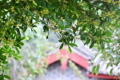 秋的丽江 桂花飘香 